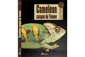 Le caméléon casqué du Yémen